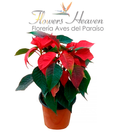 Flor-de-navidad.jpg