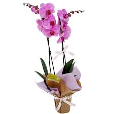 ORQUIDEA.jpg
