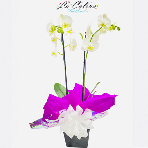 Orquideas-Phalenopsis-en-matera-a-domicilio.jpg