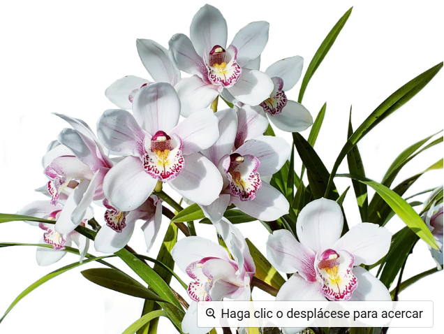 orquidea-cymbidium-a-domicilio.png