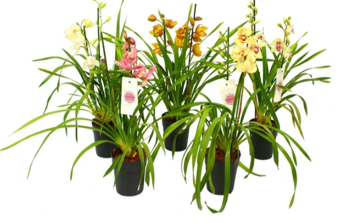 orquideas.png